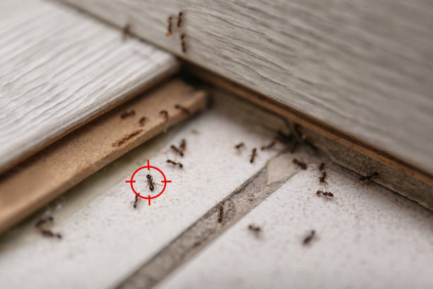 Best Cockroach Control Services  in Hacienda Heights, CA