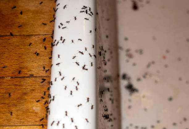 Best Spider Control Near Me  in Hacienda Heights, CA