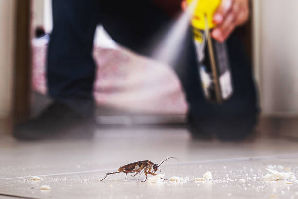 Flea Control Services in Hacienda Heights, CA