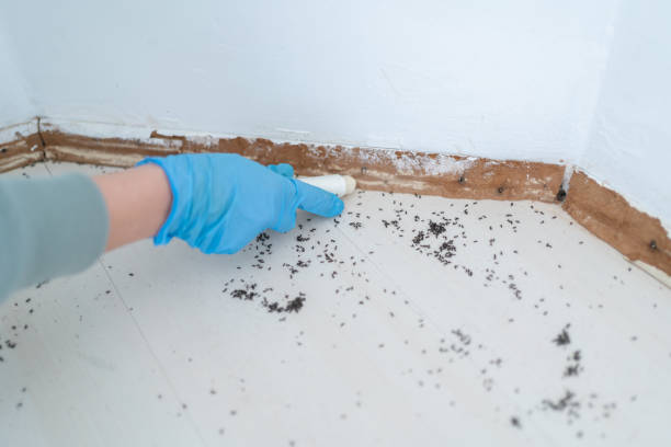 Bird Control in Hacienda Heights, CA