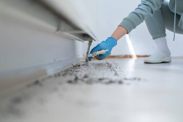Best Spider Control Near Me  in Hacienda Heights, CA